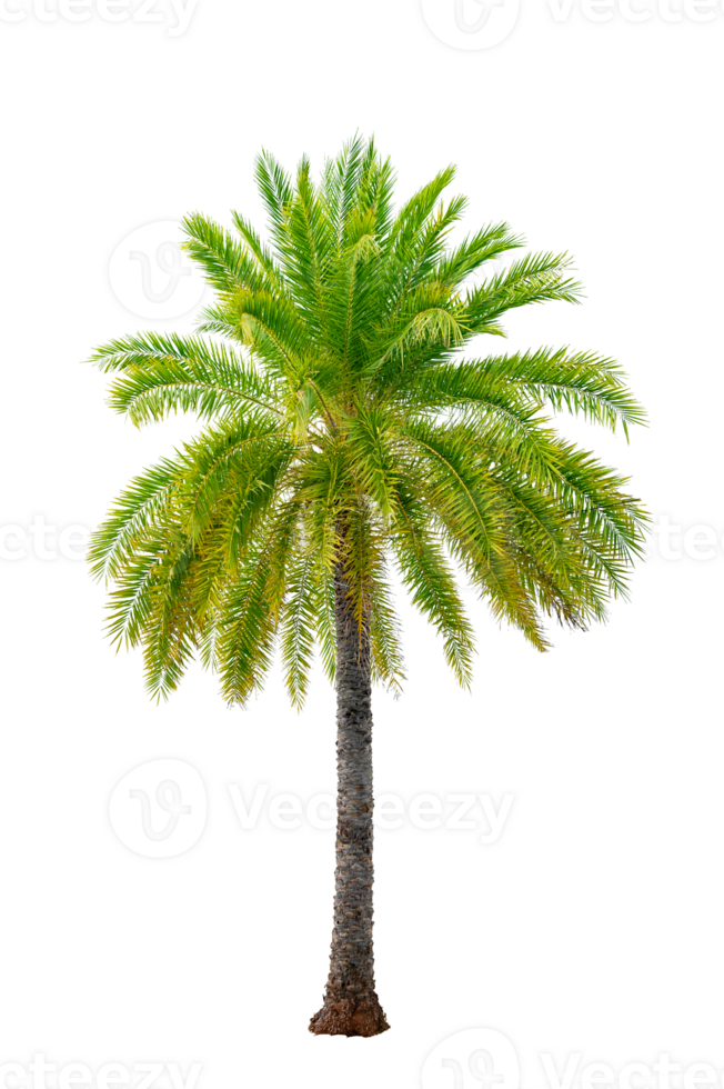 Large palm trees are used to decorate the garden isolate on transparent background PNG file