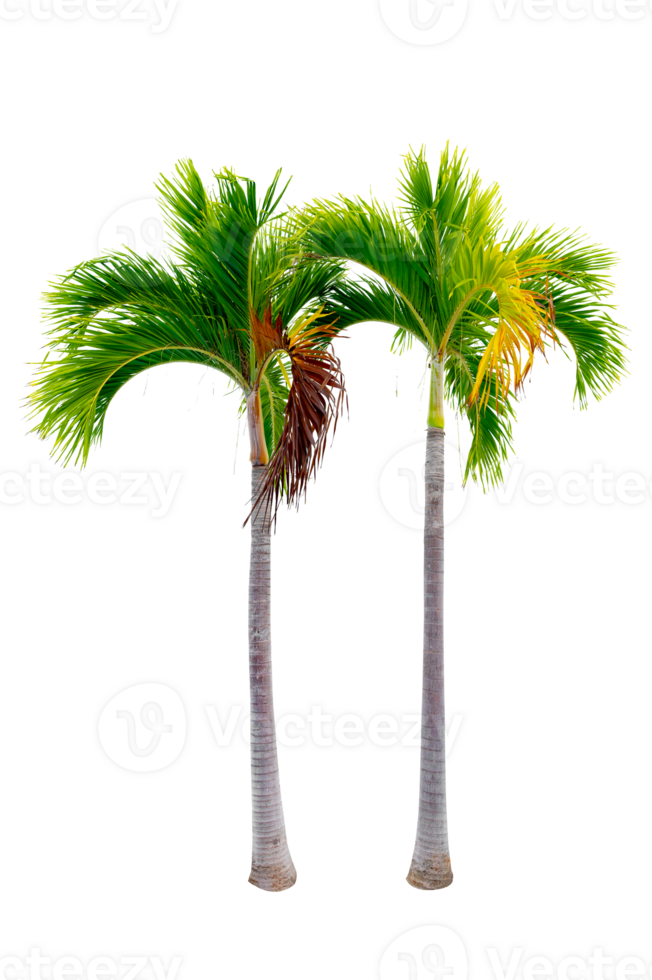 Large palm trees are used to decorate the garden isolate on transparent background PNG file