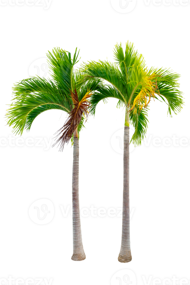 grande palma alberi siamo Usato per decorare il giardino isolato su trasparente sfondo png file
