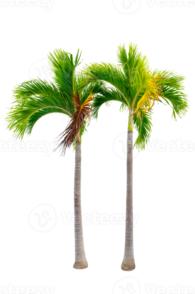 Large palm trees are used to decorate the garden isolate on transparent background PNG file