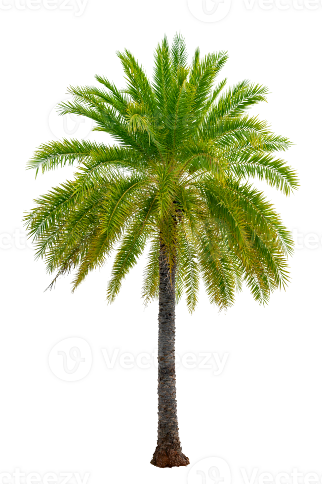 Large palm trees are used to decorate the garden isolate on transparent background PNG file