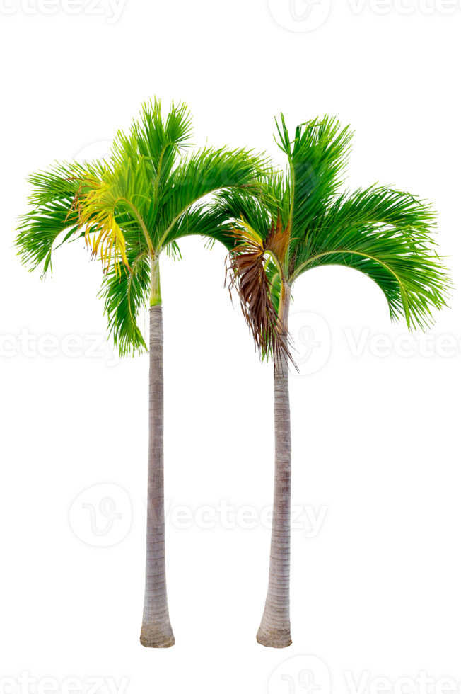 Large palm trees are used to decorate the garden isolate on transparent background PNG file
