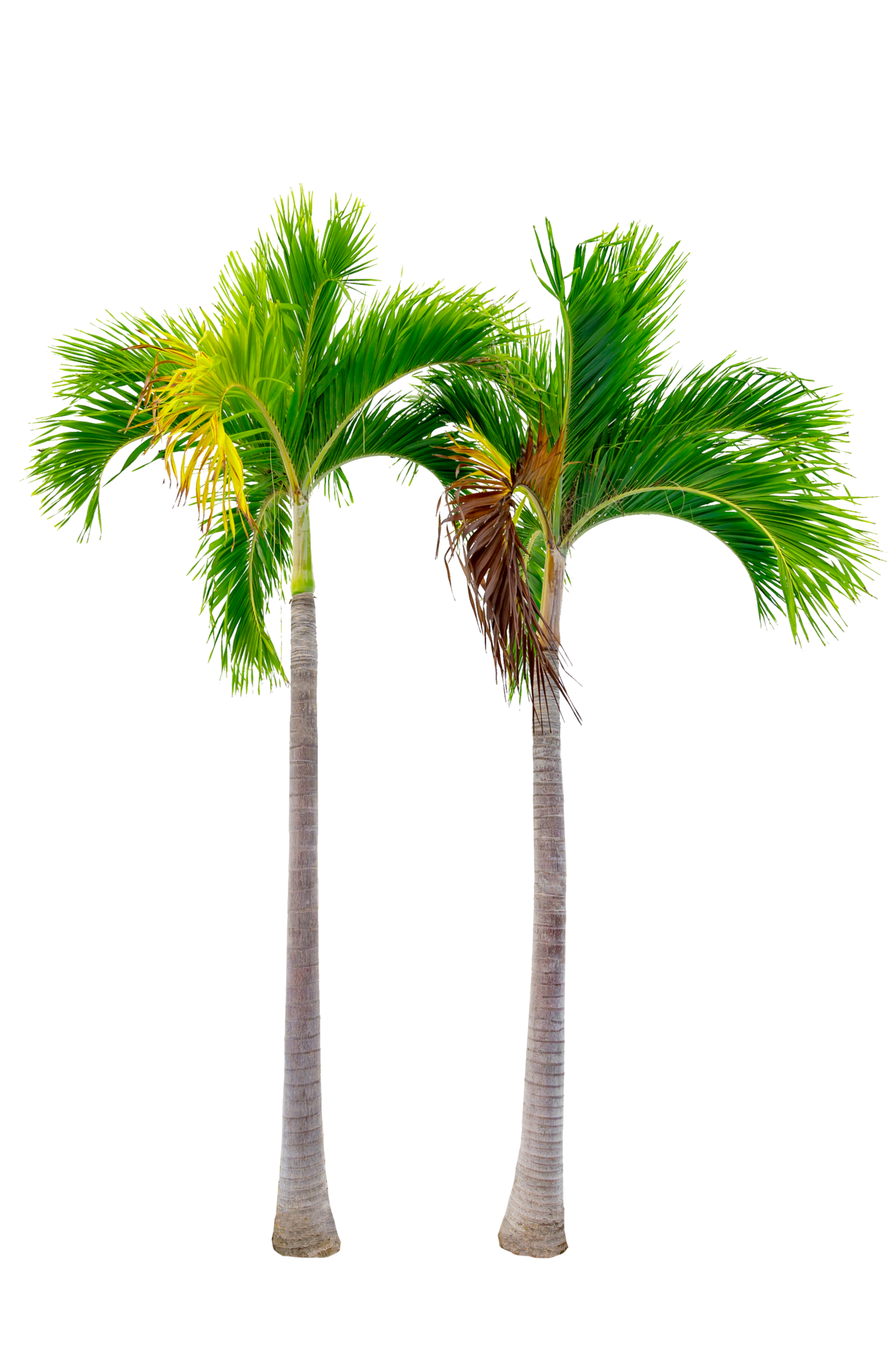 Large palm trees are used to decorate the garden isolate on transparent 