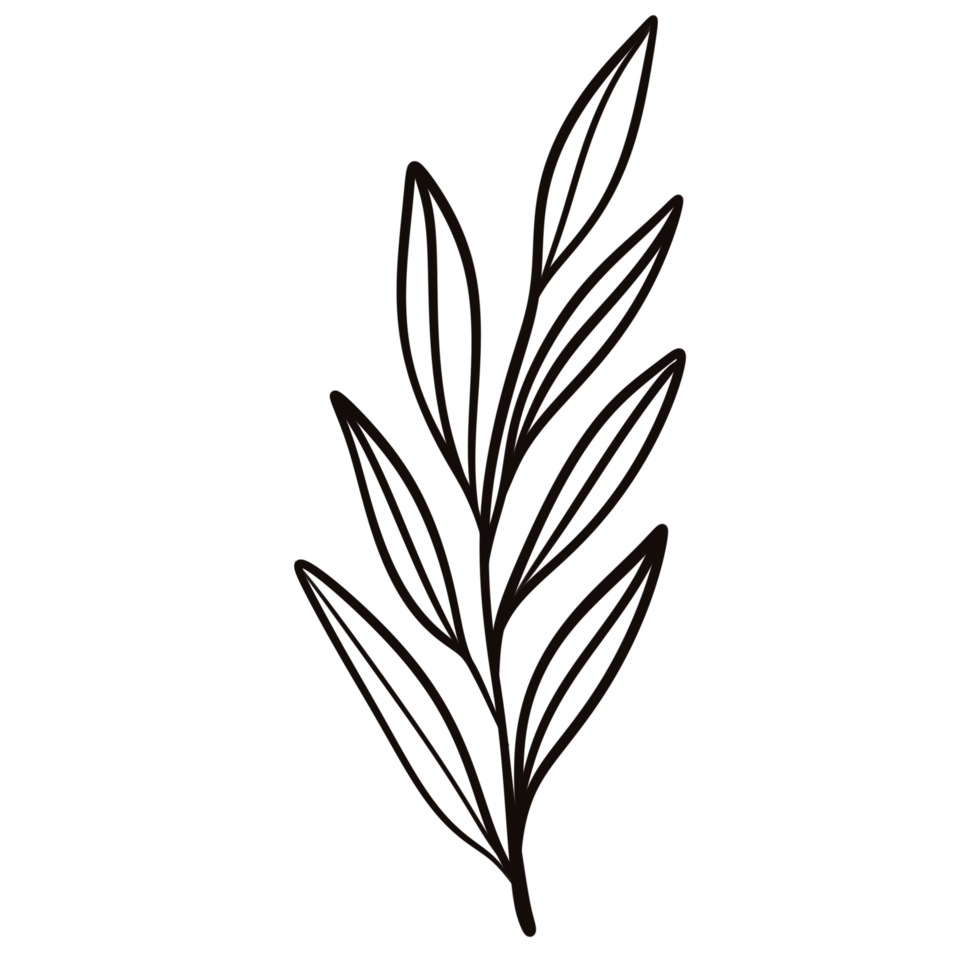 Hand drawn leaf illustration doodles style. png