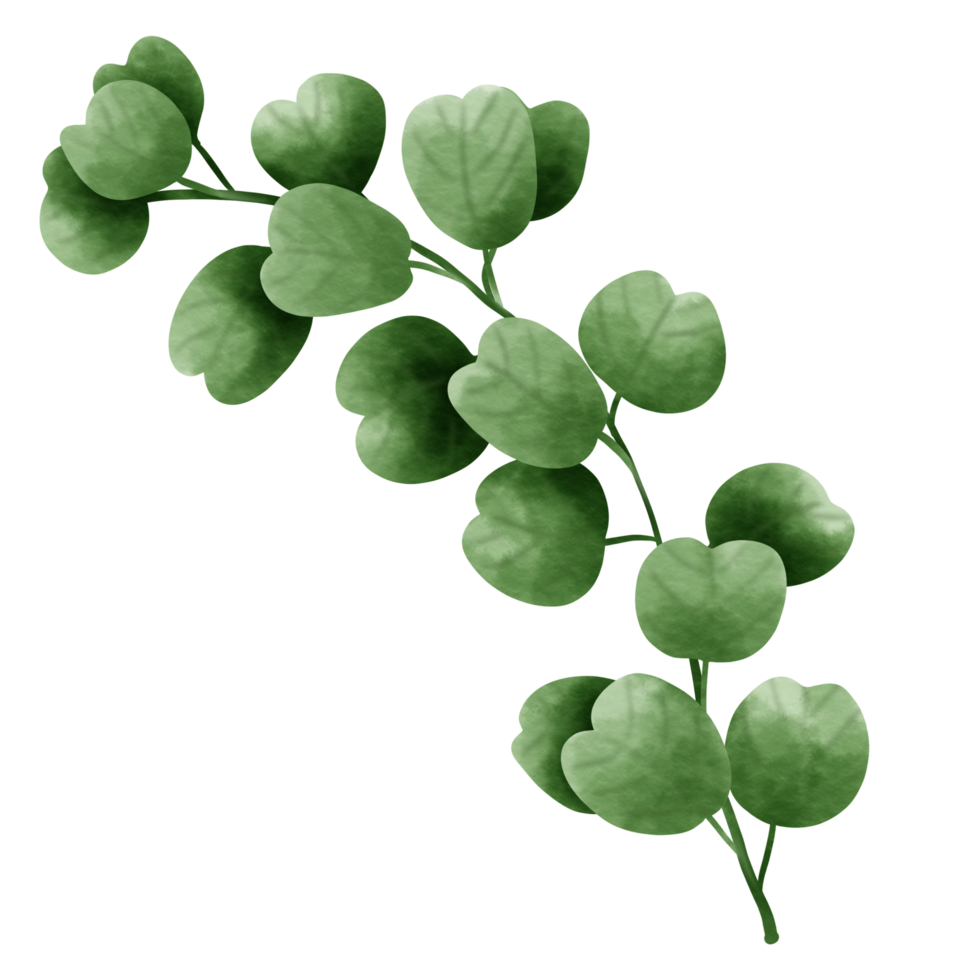 Hand painted greenery watercolor botany. png