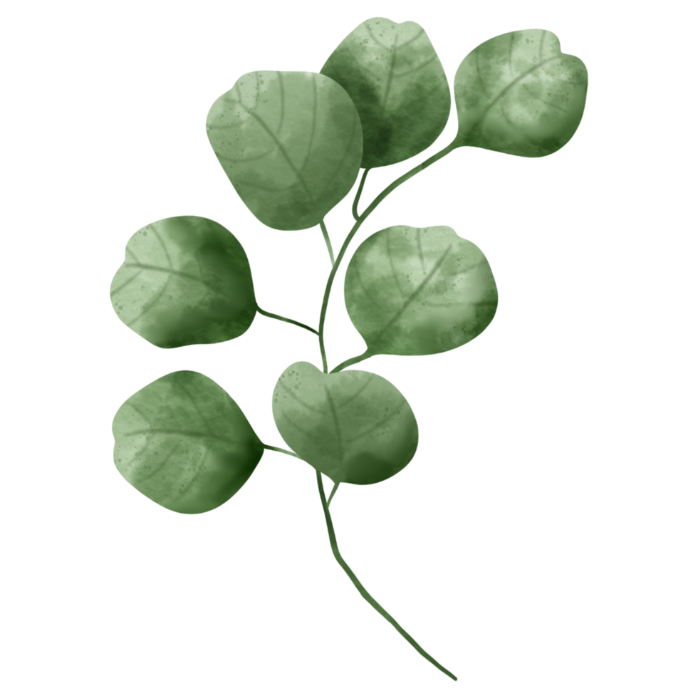 Hand painted greenery watercolor botany. png