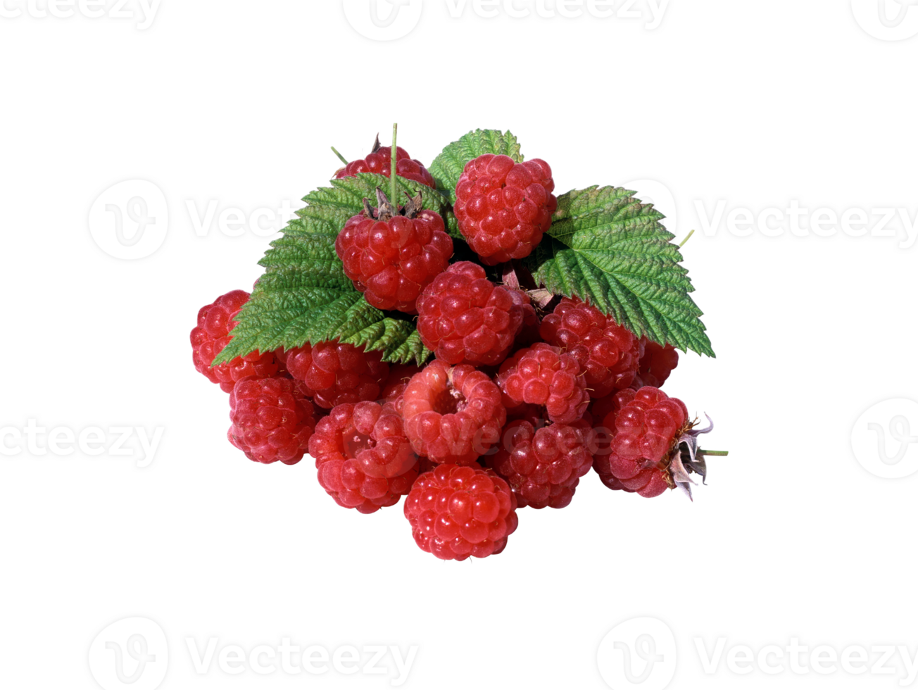 berry png transparent background