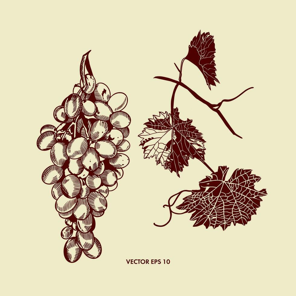 A handful of grapes, grape leaves. Vector illustration in graphic style. Design element for menus, wine lists, labels, banners, flyers.