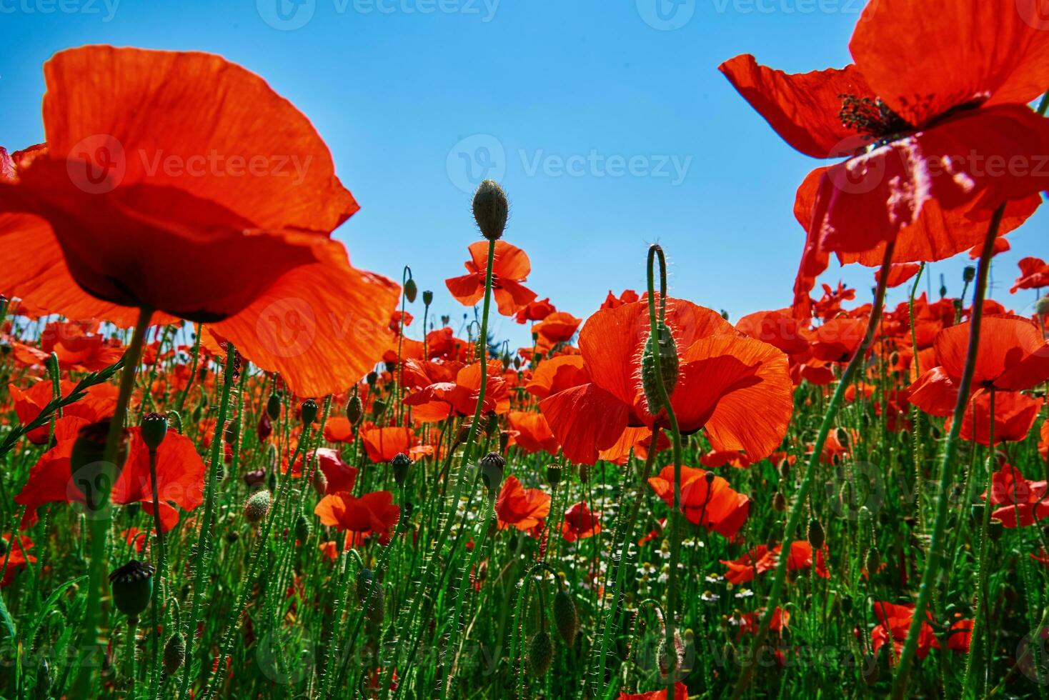 Landscape with blooming poppy flowers against blue sky photo