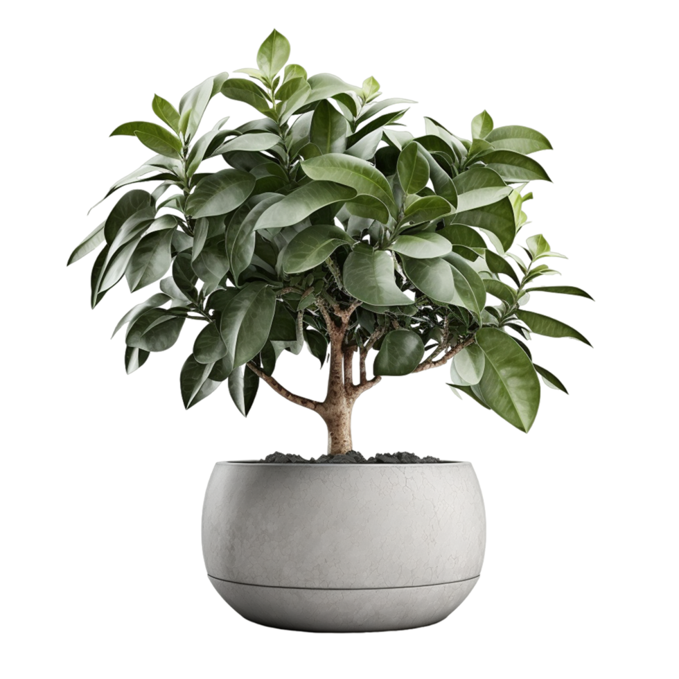 ficus boom geplant Aan beton pot ai generatief png