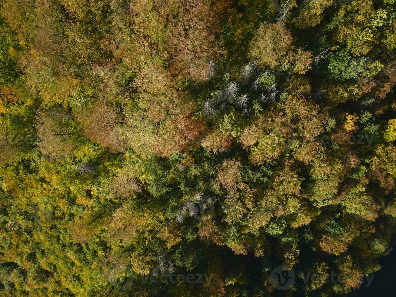 Top view of autumn forest with colored trees photo