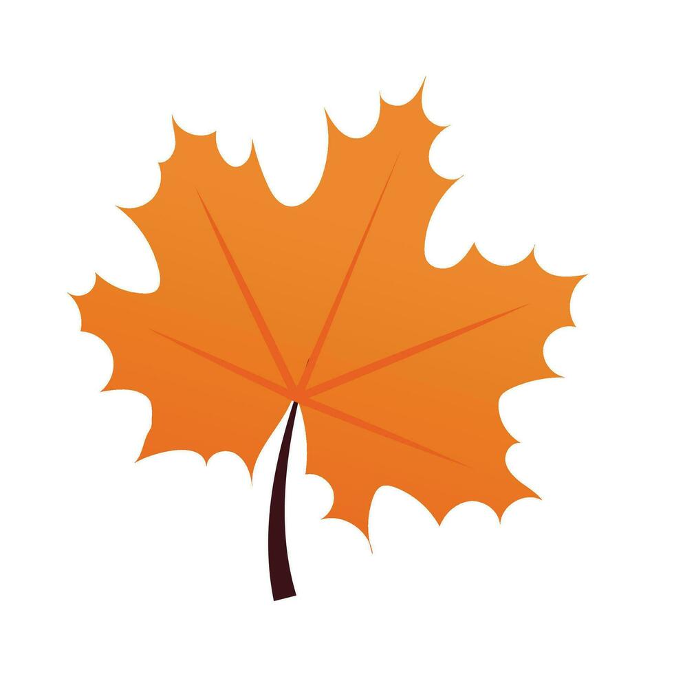 Vector colorful autumn maple leaf isolated on white background