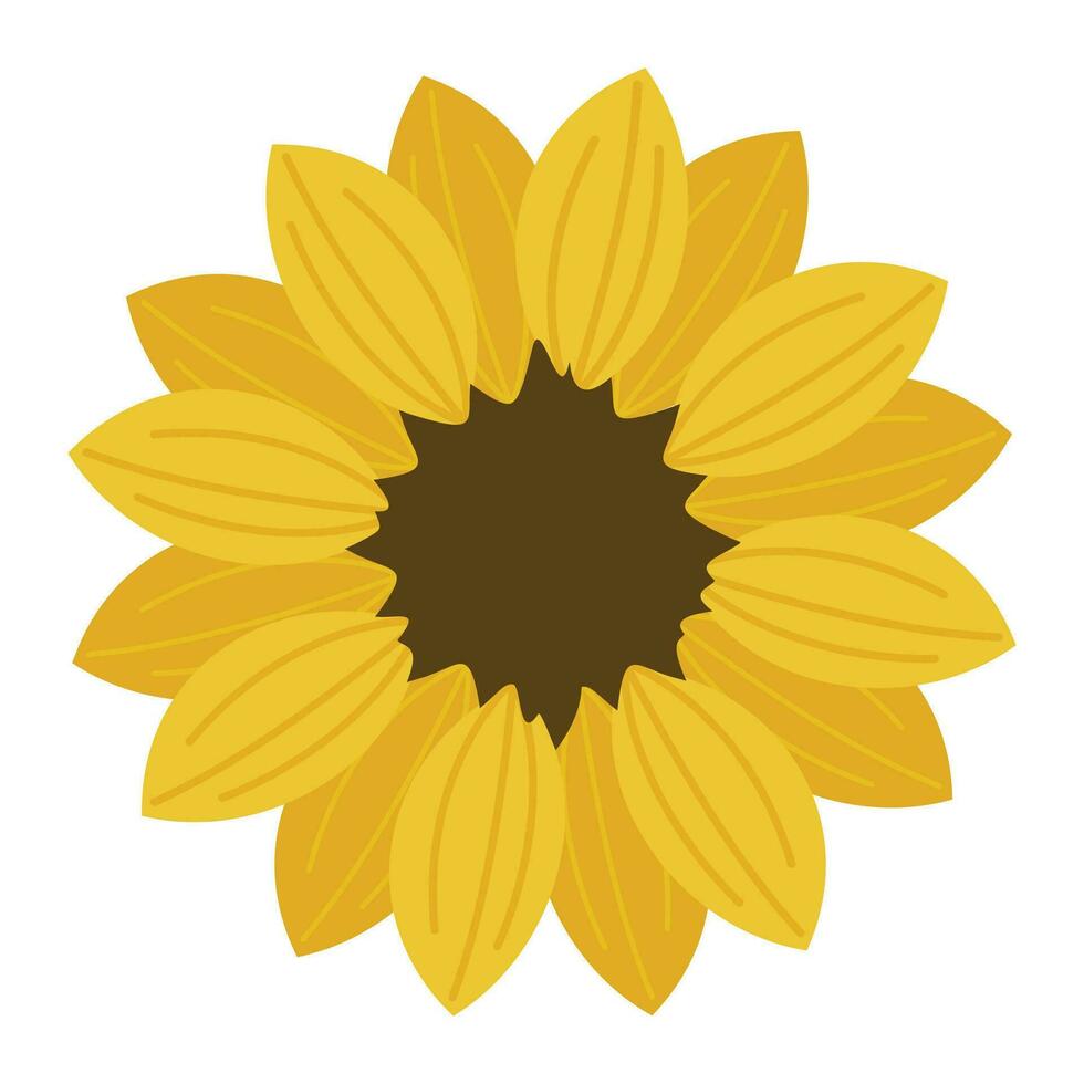Vector sunflower illustration on white background