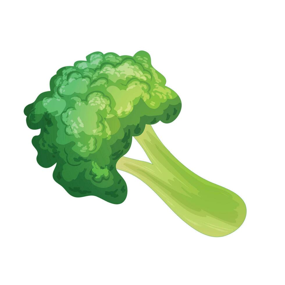 Vector healthy green broccoli graphic illustration