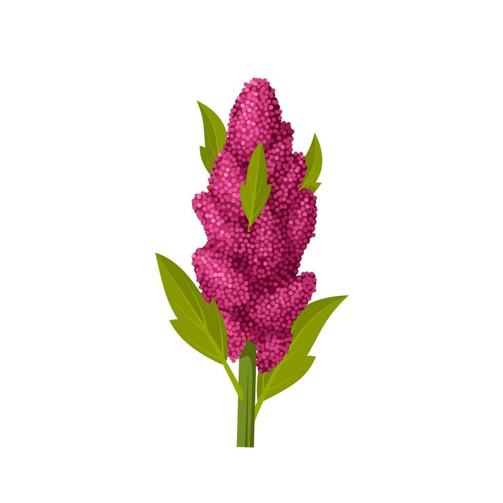 Vector illustration, quinoa or Chenopodium quinoa, isolated on white background.