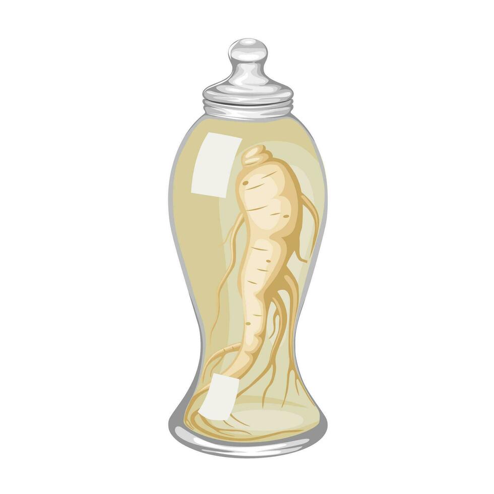 Vector illustration, ginseng soaked with wine in glass jar, isolated on white background.