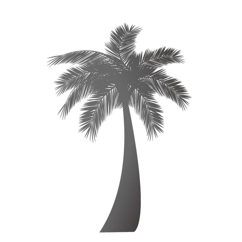 Vector palm tree silhouette on white background