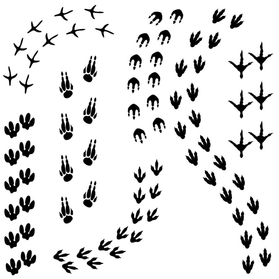 Dinosaur footprints icon vector set. Dinosaur tracks illustration sign collection. Animals footprints symbol. Animals tracks logo.