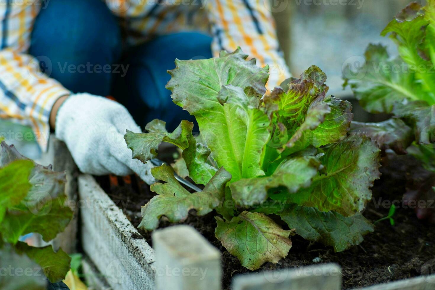 Young Asian woman farmer working in organic garden vegetables. Woman picking fresh lettuce in garden. Curly green leaves of green lettuce growing in a garden. photo