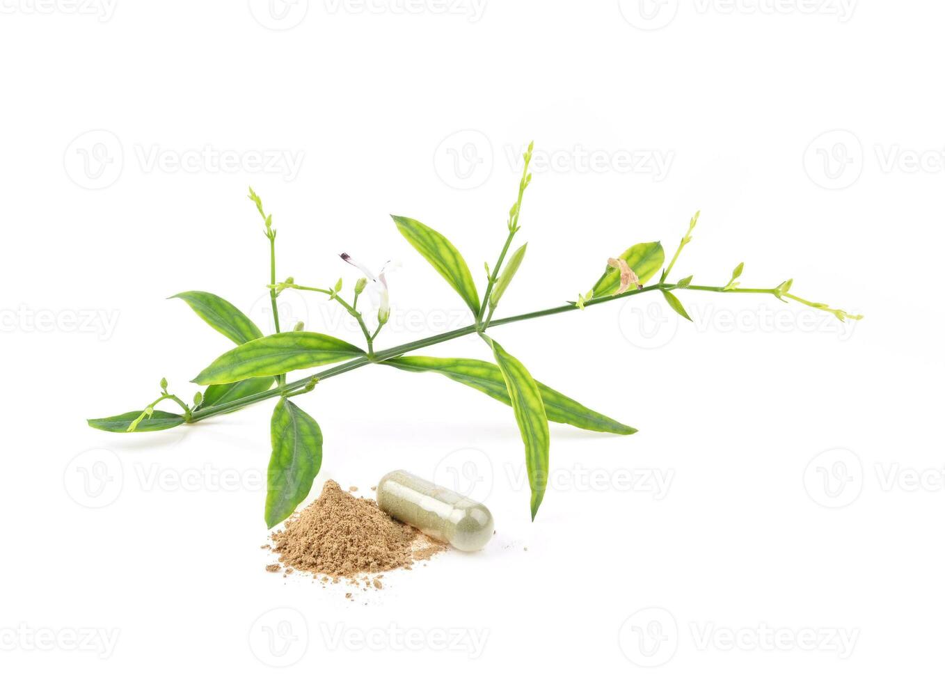 Fresco de andrographis paniculata planta, paniculata polvo y cápsula aislado en blanco antecedentes foto