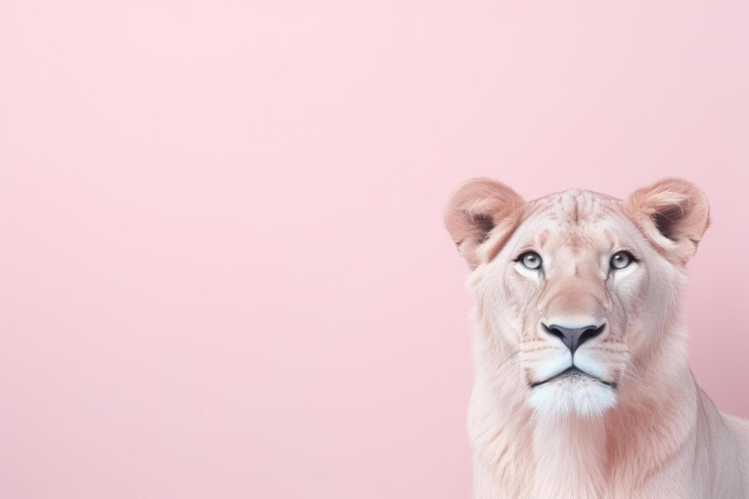Lion On Pastel Light Pink Color Background Minimalist photo