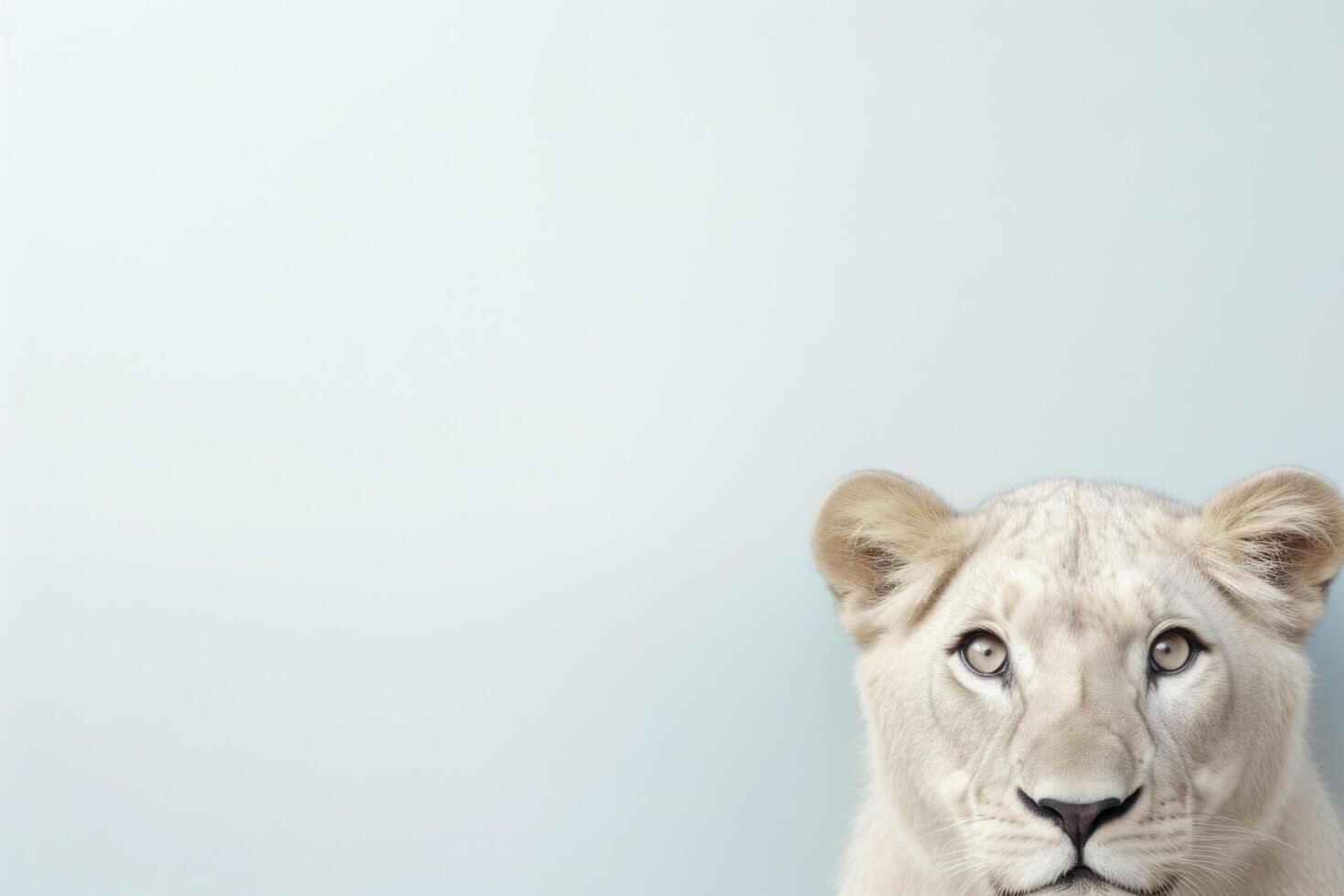 White Lion Blue Pastel Color Wall Looking Forward Minimalism AI Generative photo