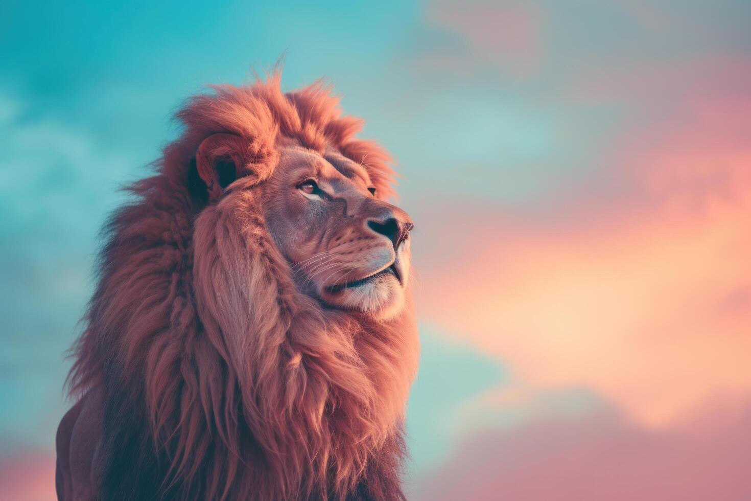 Lion In Front Of A Beautiful Sunset Light Maroon Sky Blue Minimalism photo