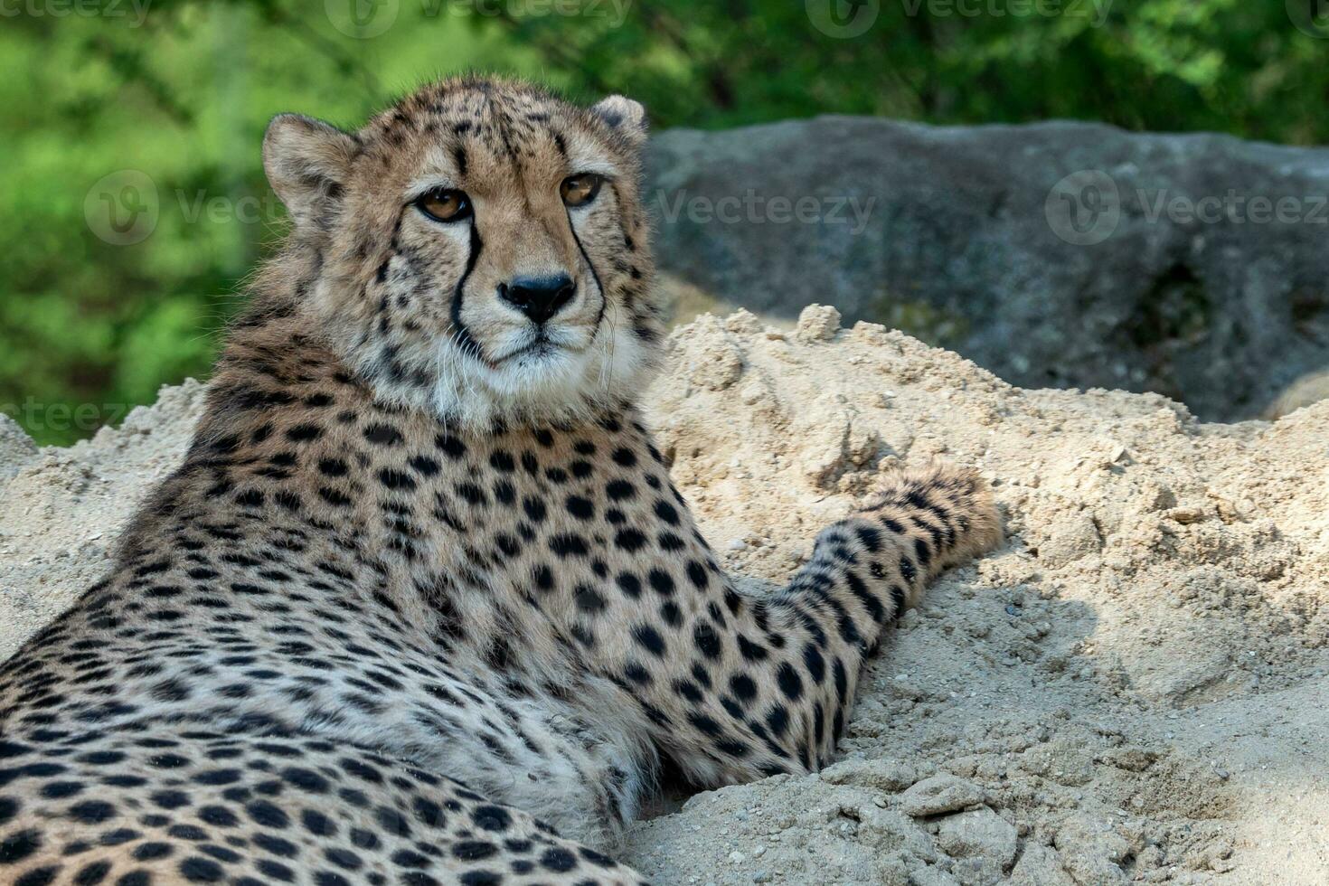 Cheetah portrait, Acinonyx jubatus lying down in the sand photo