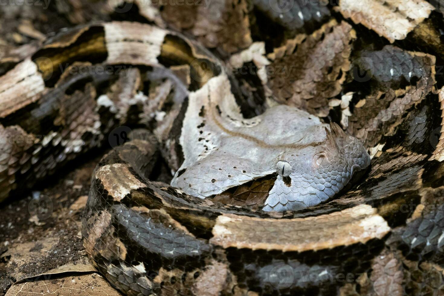 Leaf viper, Atheris squamigera, Stock image