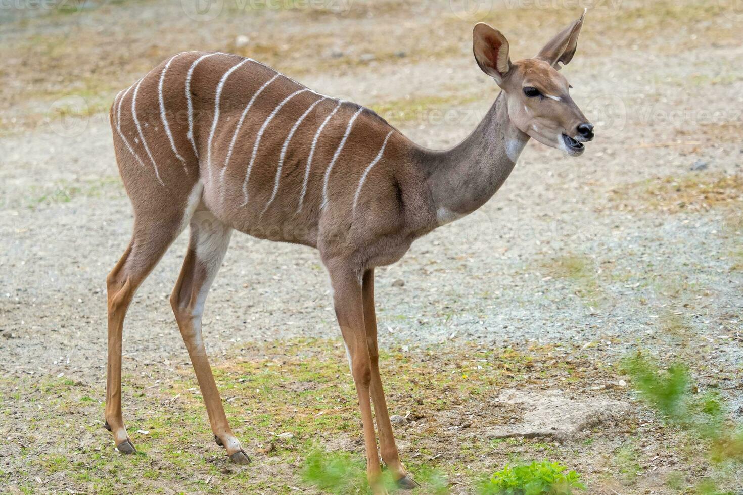 Lesser Kudu, Tragelaphus Imberbis, small antelope photo