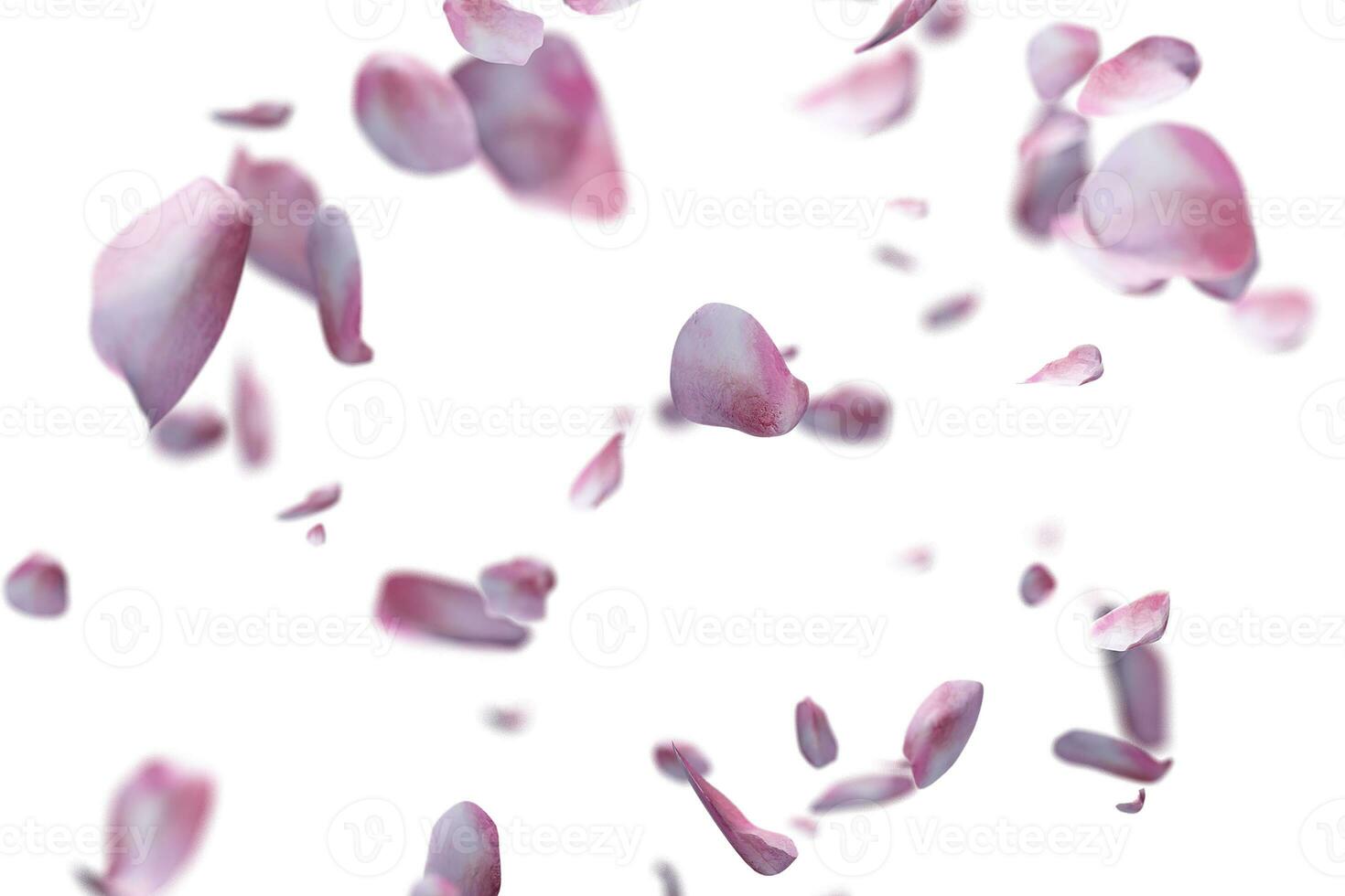 Rose petals flying overlay photo