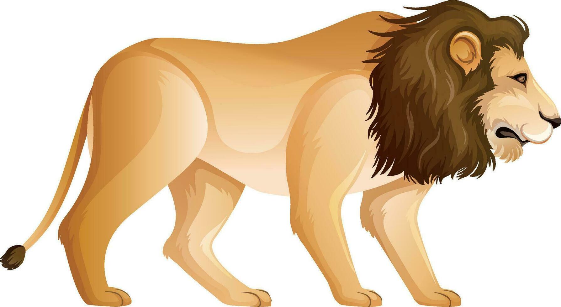 a lion on white background vector