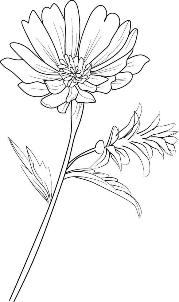 minimalist aster flower tattoo, black aster tattoo,  small black aster tattoo, aster flower drawing, aster flower drawing tattoo, drawing aster September flower tattoo vector