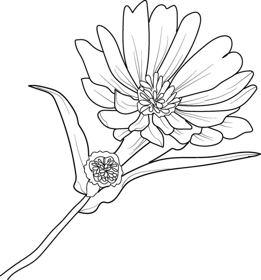 minimalista aster flor tatuaje, negro aster tatuaje, pequeño negro aster tatuaje, aster flor dibujo, aster flor dibujo tatuaje, dibujo aster septiembre flor tatuaje vector