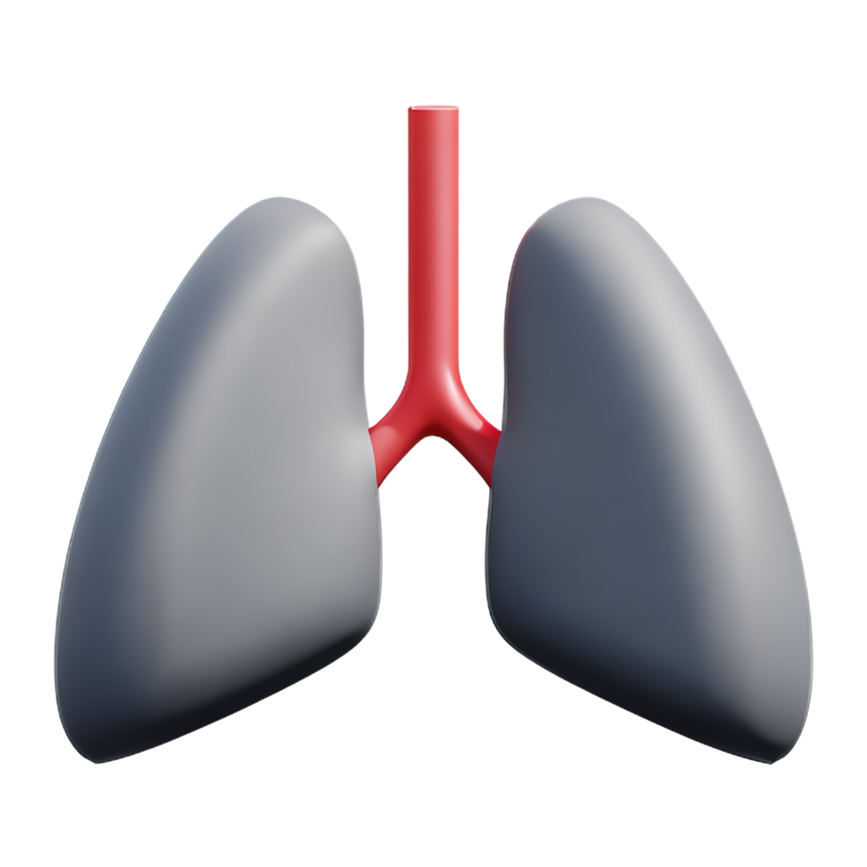 lungs 3d rendering icon illustration png