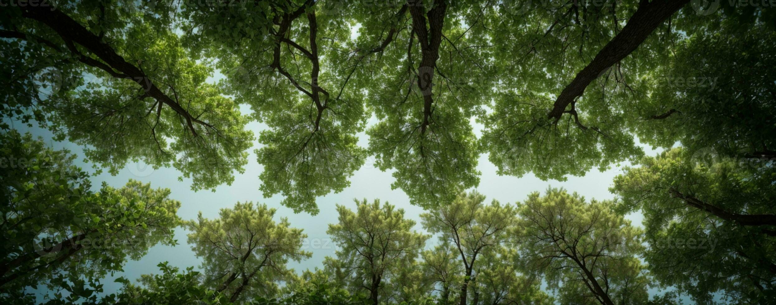 Looking up at the green tops of trees. AI generated photo