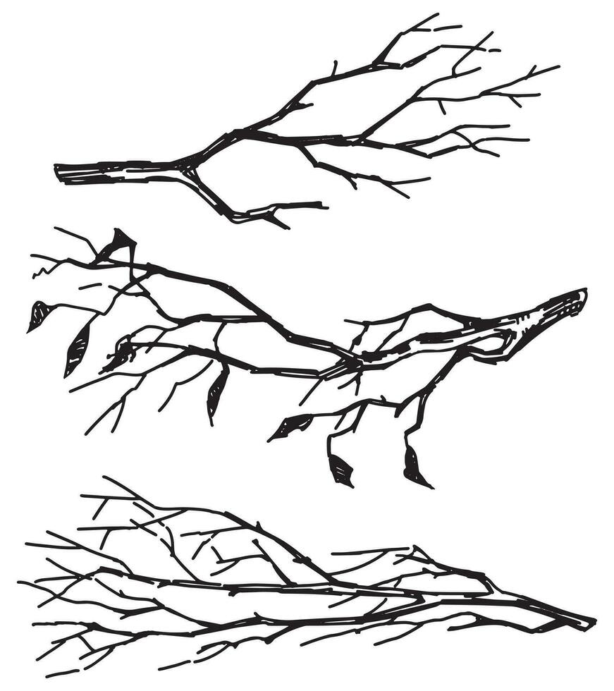 Set of bare branches. Sketches of leafless tree twigs. Hand drawn vector illustrations. Outline clipart collection isolated on white.