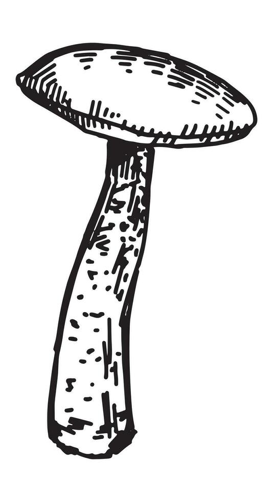 Outline clipart of edible mushroom. Doodles of autumn forest harvest. Hand drawn vector illustration isolated on white background.