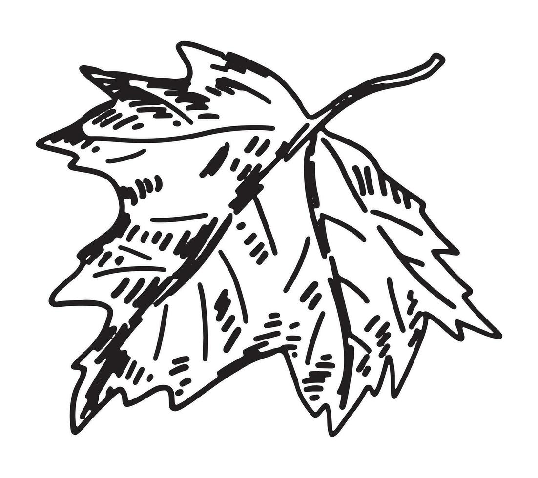Outline clipart of maple leaf. Doodle of autumn botany attribute. Hand drawn vector illustration isolated on white background.