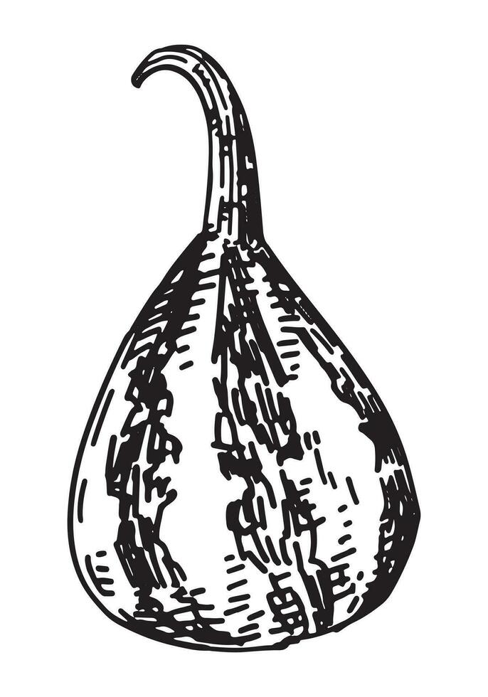 contorno clipart de calabaza. garabatear de otoño agrícola cosecha. mano dibujado vector ilustración aislado en blanco antecedentes.