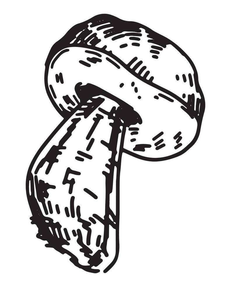 Outline clipart of edible mushroom. Doodles of autumn forest harvest. Hand drawn vector illustration isolated on white background.