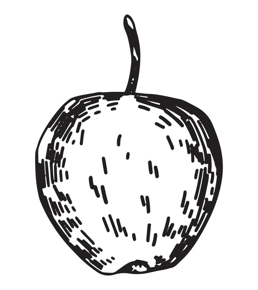 contorno clipart de manzana fruta. garabatear de otoño jardín cosecha. mano dibujado vector ilustración aislado en blanco antecedentes.