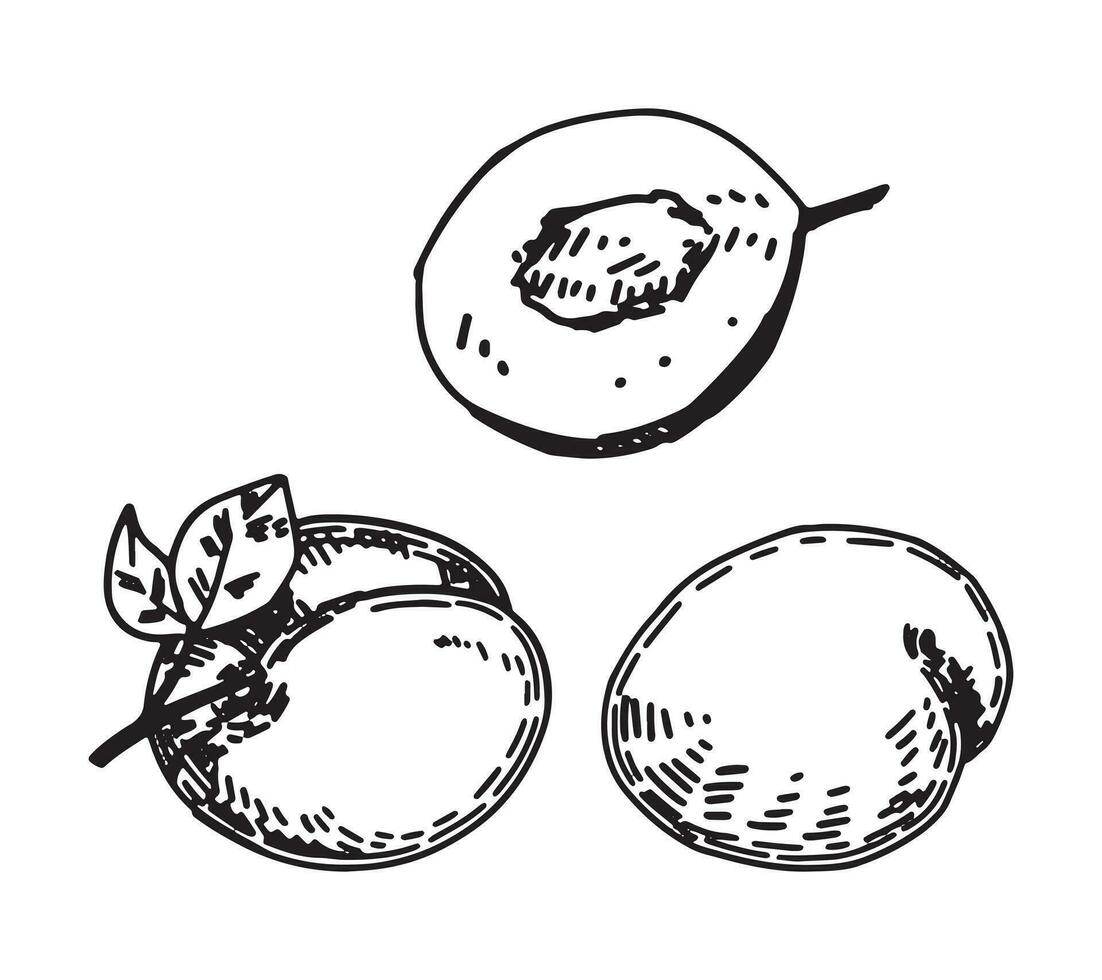 Outline clipart set of plums fruits. Doodles of autumn garden harvest. Hand drawn vector illustrations collection isolated on white.