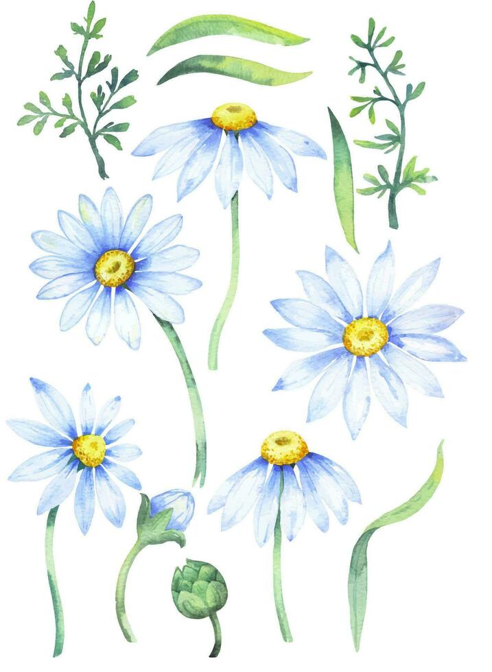 Bouquet of daisies, vector watercolor illustration. Chamomile floral arrangement of garden daisy flowers, petals, leaves and