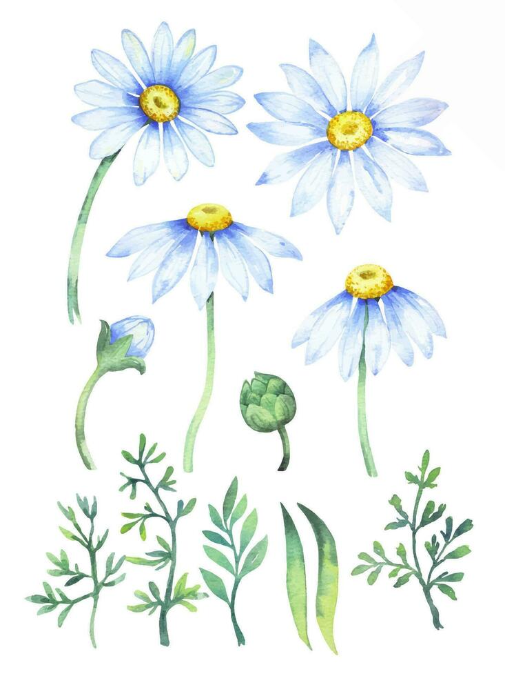 Camomiles floral set. Watercolor flowers on a white background. vector