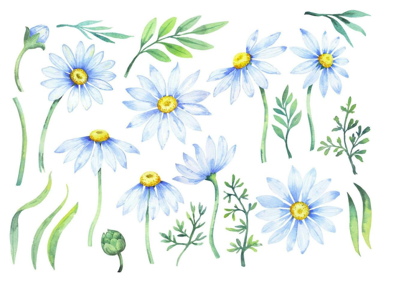 Bouquet of daisies, vector watercolor illustration. Chamomile floral arrangement of garden daisy flowers, petals, leaves