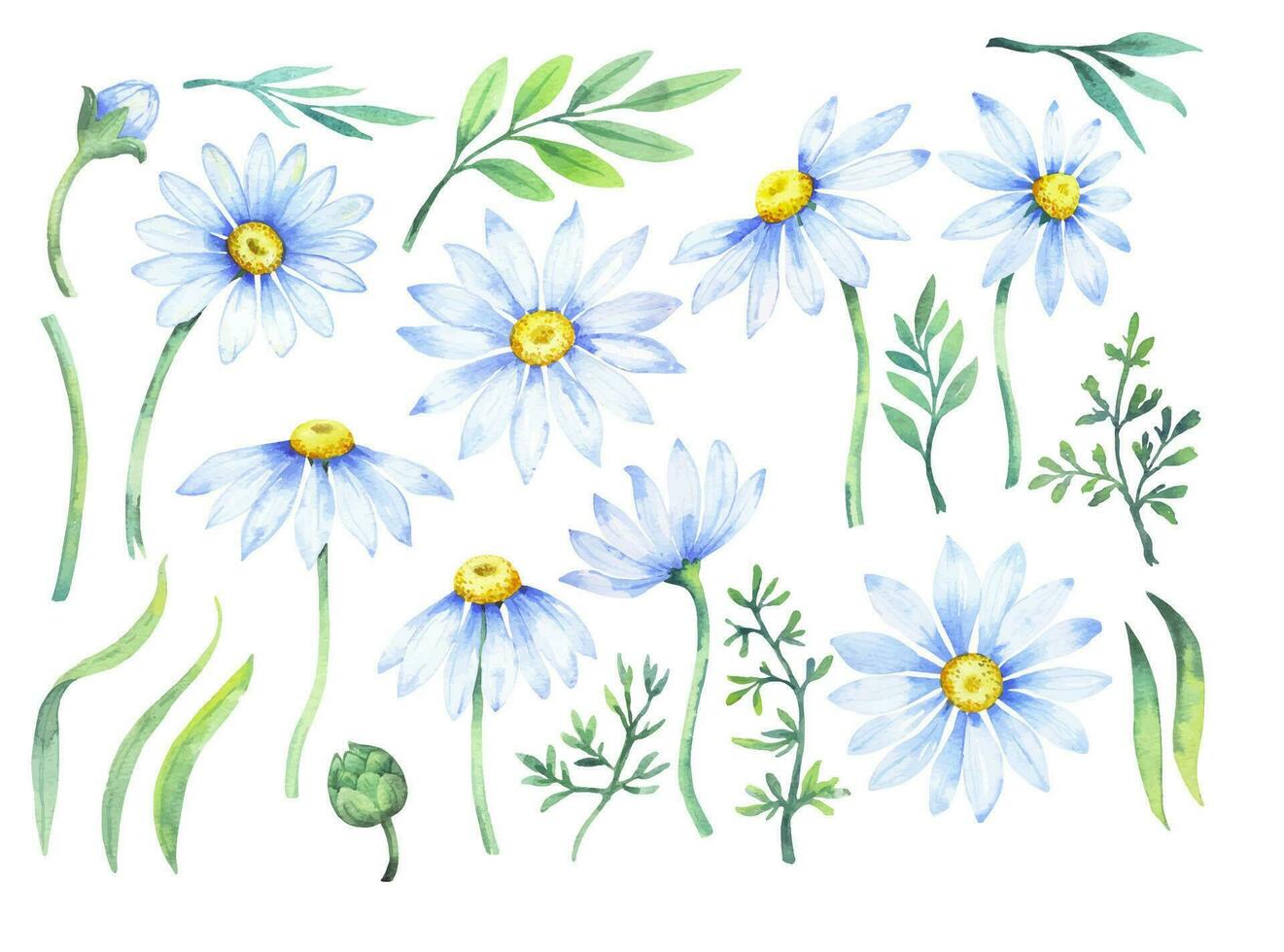 Bouquet of daisies, vector watercolor illustration. Chamomile floral arrangement of garden daisy flowers, petals, leaves