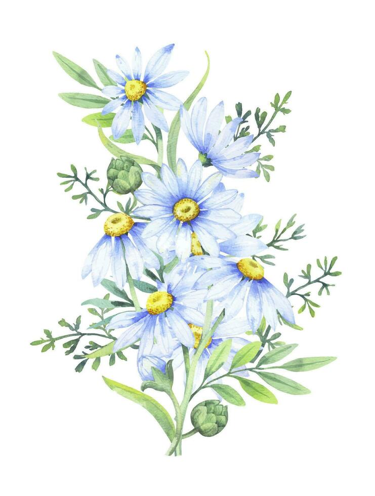 Bouquet of daisies, vector watercolor illustration. Chamomile floral arrangement of garden daisy flowers, petals, leaves and buds