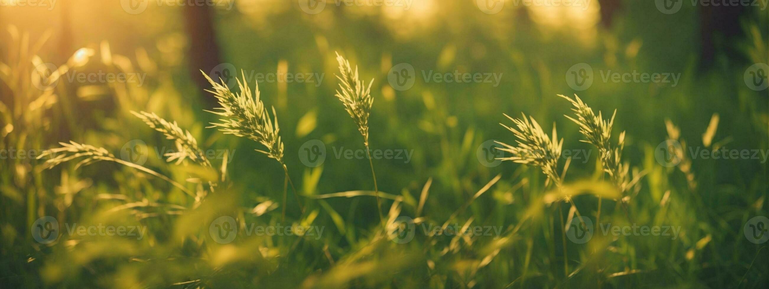 Wild grass in the forest at sunset. Macro image, shallow depth of field. Abstract summer nature background. Vintage filter. AI generated photo