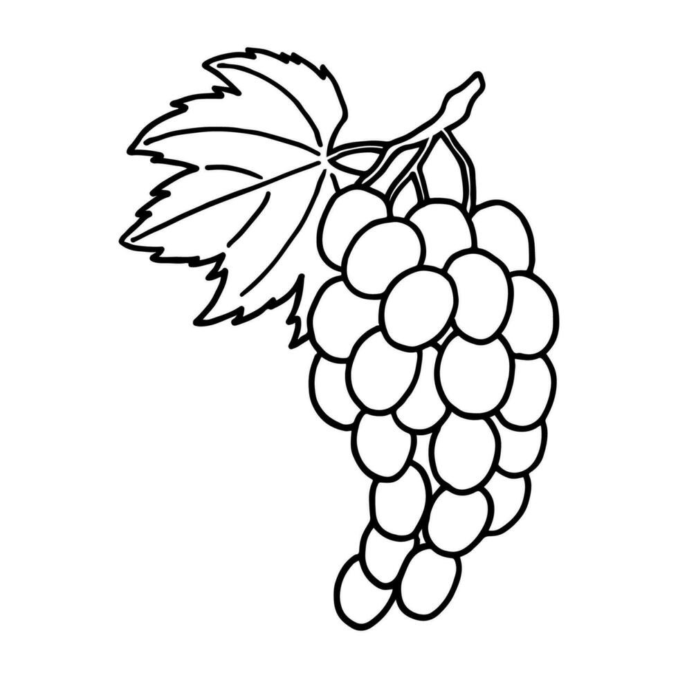 Fruit doodle grapes. Fresh, healthy, tropical food. Hand drawn illustration. vector